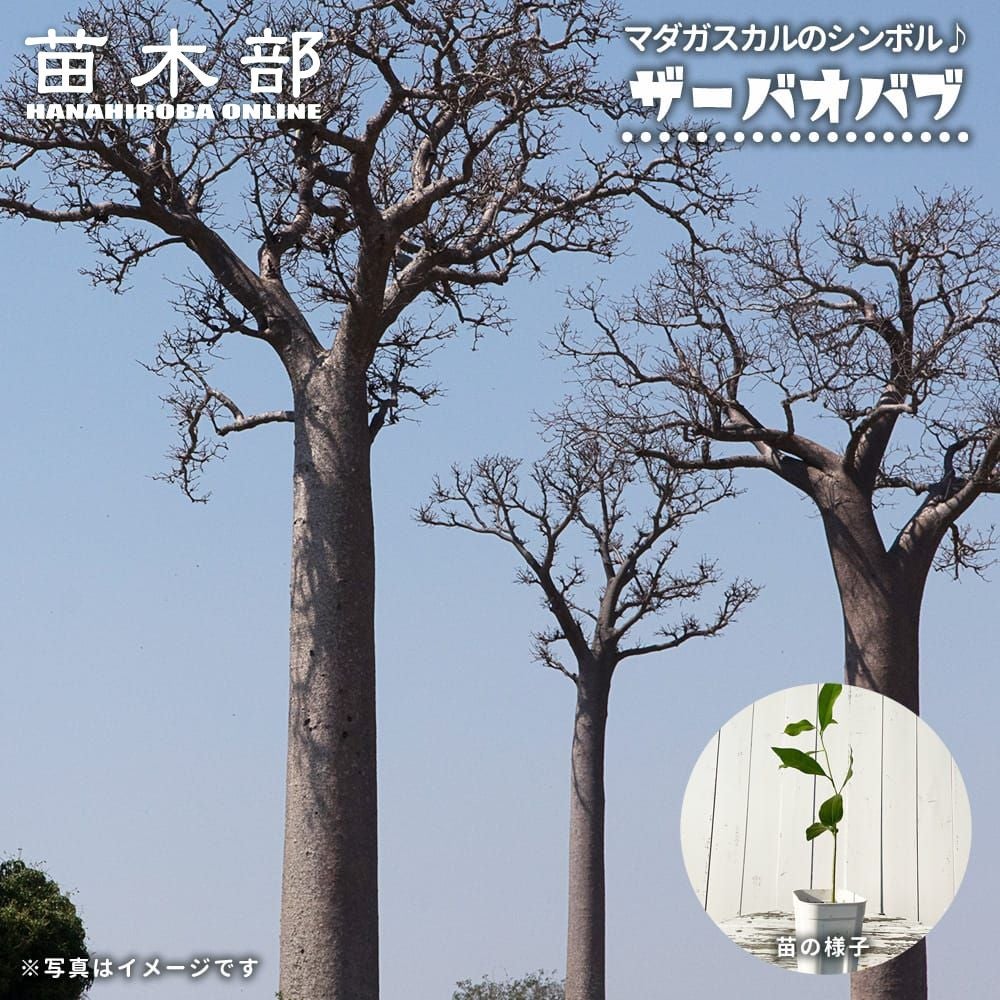 【※Hiro様】バオバブの木　抜き苗 000000111297-01.jpg?size=m&w=