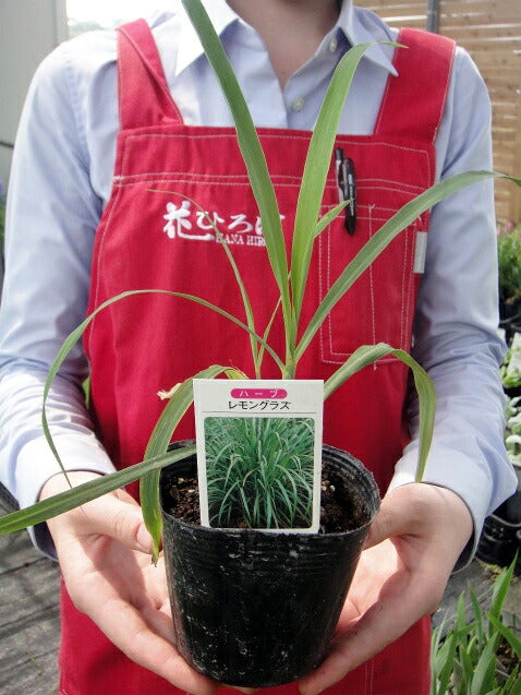 ハーブ苗　レモングラス　イネ科植物　家庭菜園　山野草　料理/ティー/アロマ/香木 レモングラス ハーブ苗 イネ科植物 家庭菜園 山野草 料理/ティー