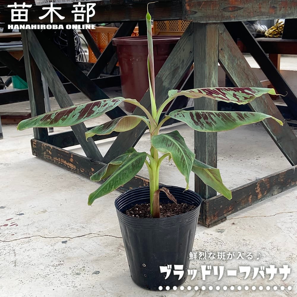 希少！極耐寒性レッドタイガーバナナ大苗◇虎柄斑入りバナナ南国