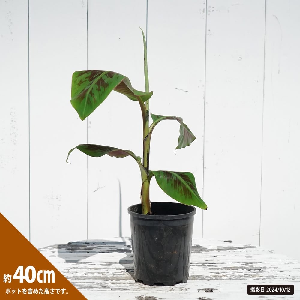 レッド(モラード) バナナ苗・1m15cmでカット・鉢上げ後2週間・ 株元周り32cm・11号鉢(33cm) レッド(モラード) バナナ苗・1m15cmでカット・鉢上げ後2週間・ 株元周り32cm・11号鉢(33cm)