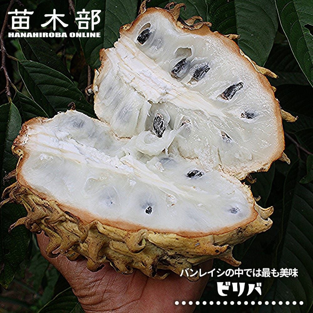 アテモヤ 台湾ジャイアント 苗 販売 苗木部 By 花ひろばオンライン