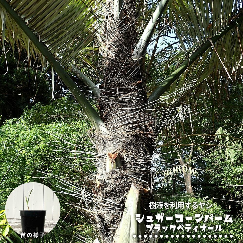 ヤシ サバルヤシ 苗 販売 苗木部 By 花ひろばオンライン