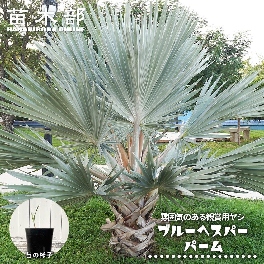 ブラヘア アルマータ 苗 通販 苗木部 By 花ひろばオンライン