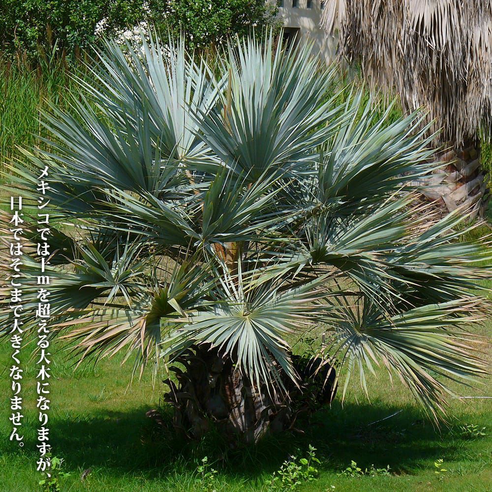 000000111510-02.jpg?size=l&w=