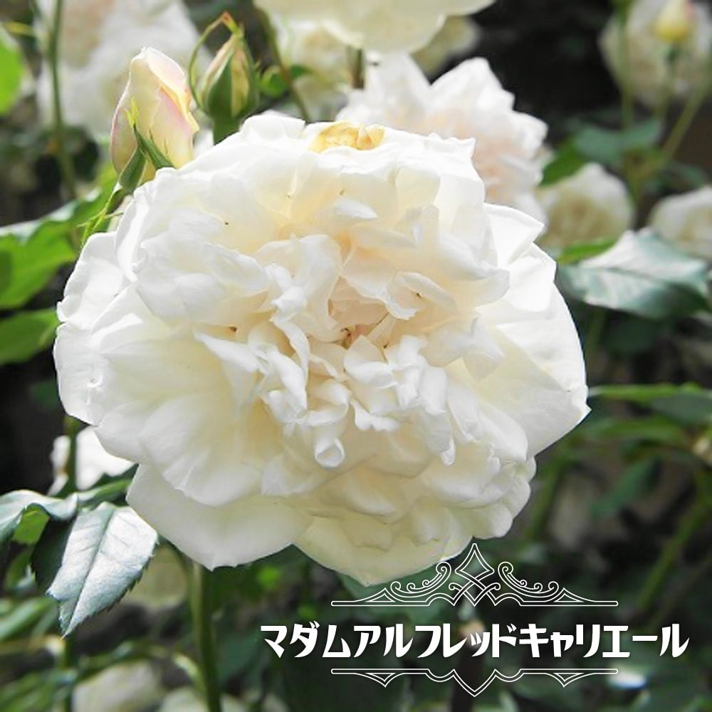 000000011719-01.jpg?size=m&w=