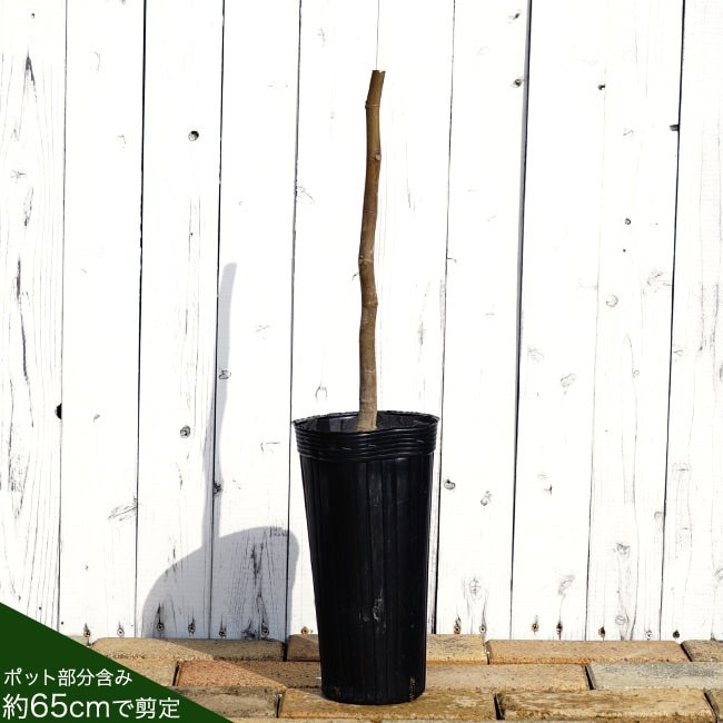 イチジク ショートブリッジ 苗 販売 苗木部 By 花ひろばオンライン