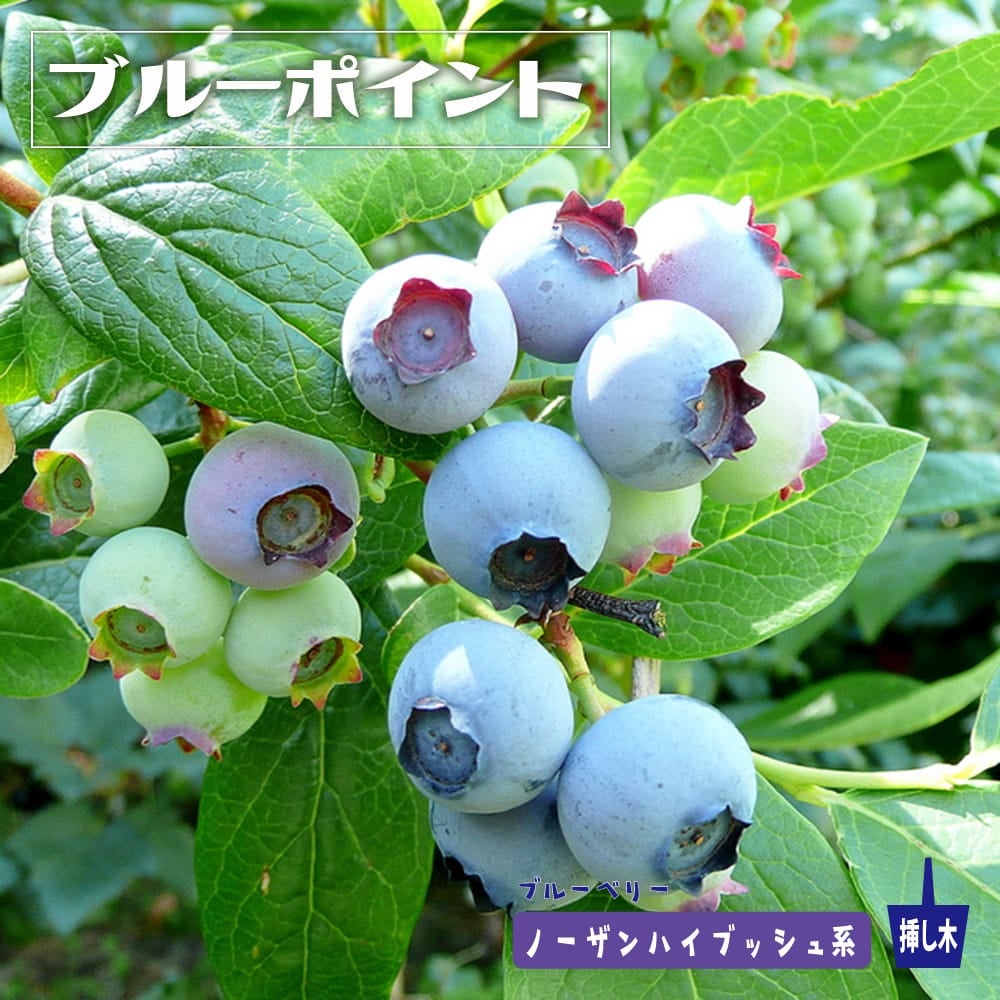 ブルーベリー サザンハイブッシュ系 ミスティー 苗 通販 苗木部 By 花