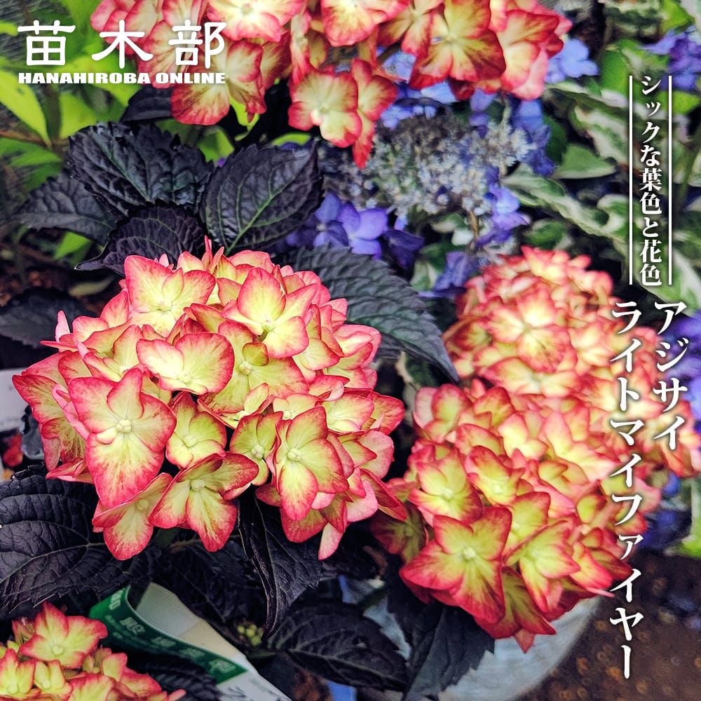 アジサイ ウェディングドレス 加茂セレクション 苗 販売 苗木部 By 花