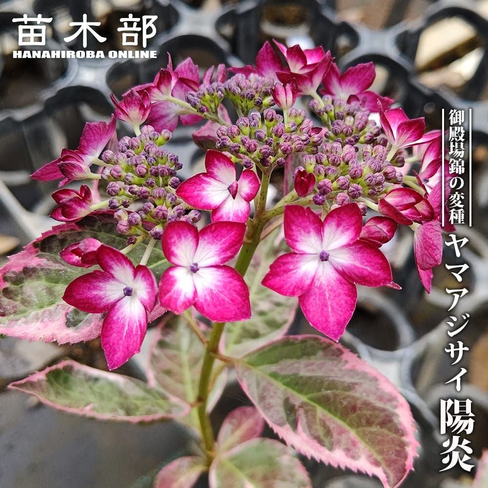 アジサイ | 苗木部 本店 By 花ひろばオンライン