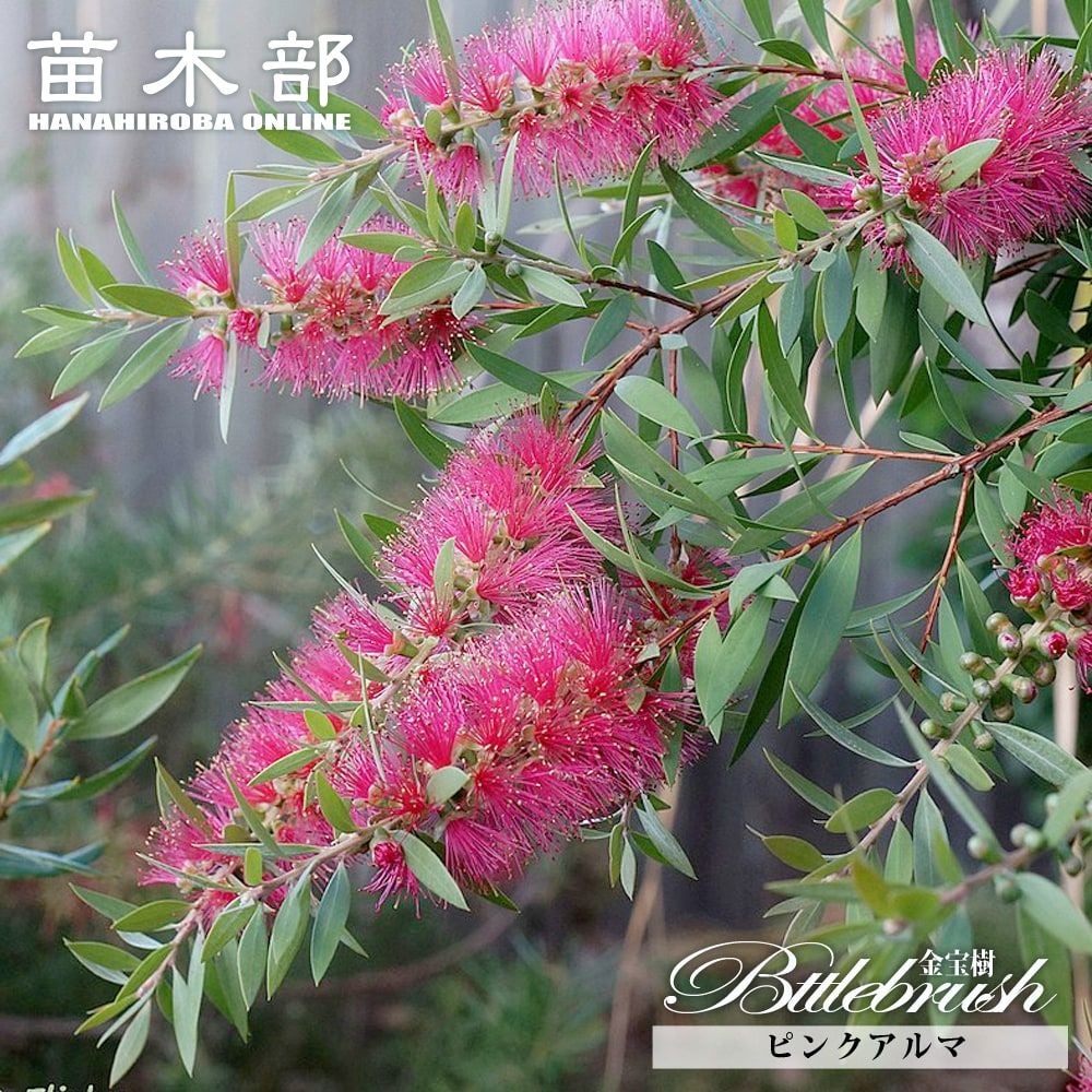 ノリナ エクセルサ 苗 販売 苗木部 By 花ひろばオンライン