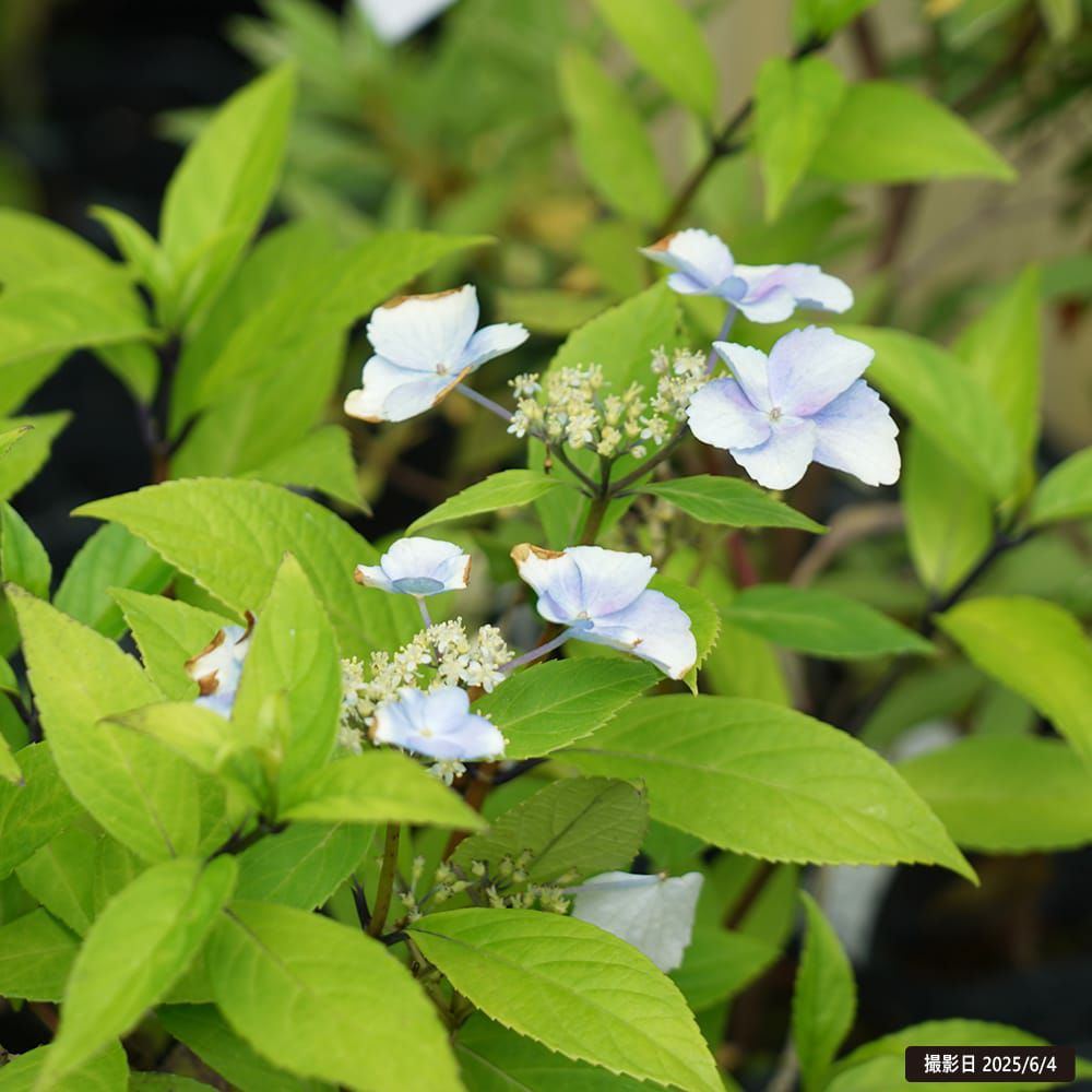 000000112086-06.jpg?size=l&w=