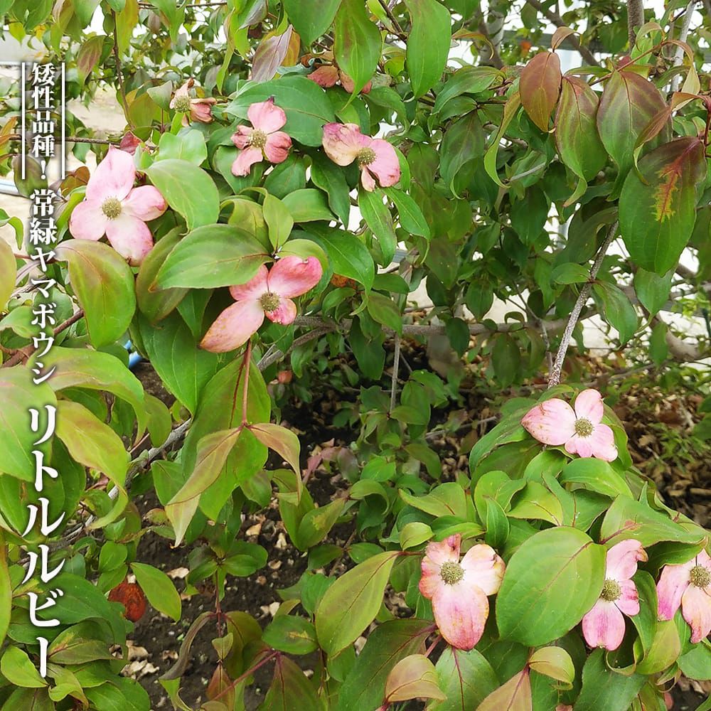 000000112094-01.jpg?size=l&w=