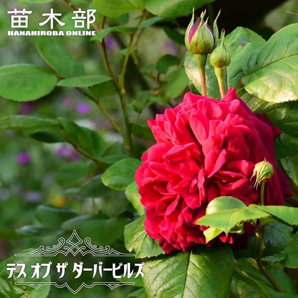 000000012240-01.jpg?size=m&w=