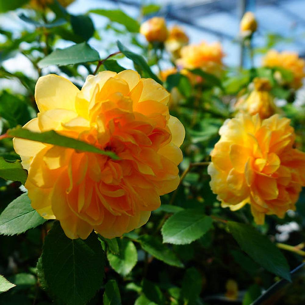 000000012246-06.jpg?size=l&w=