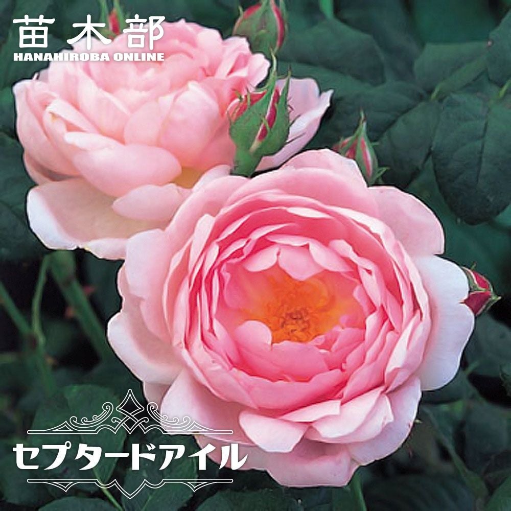 バラ苗 強香商品一覧 | 苗木部 本店 By 花ひろばオンライン
