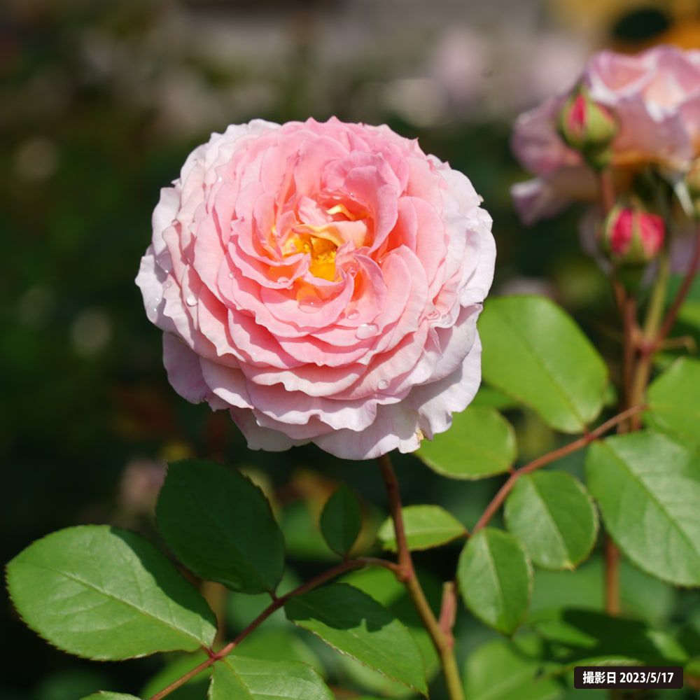 000000012252-02.jpg?size=l&w=