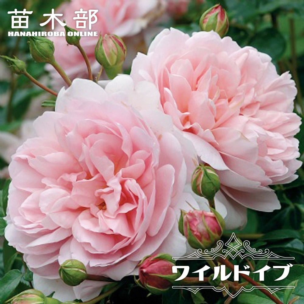 000000012262-01.jpg?size=m&w=