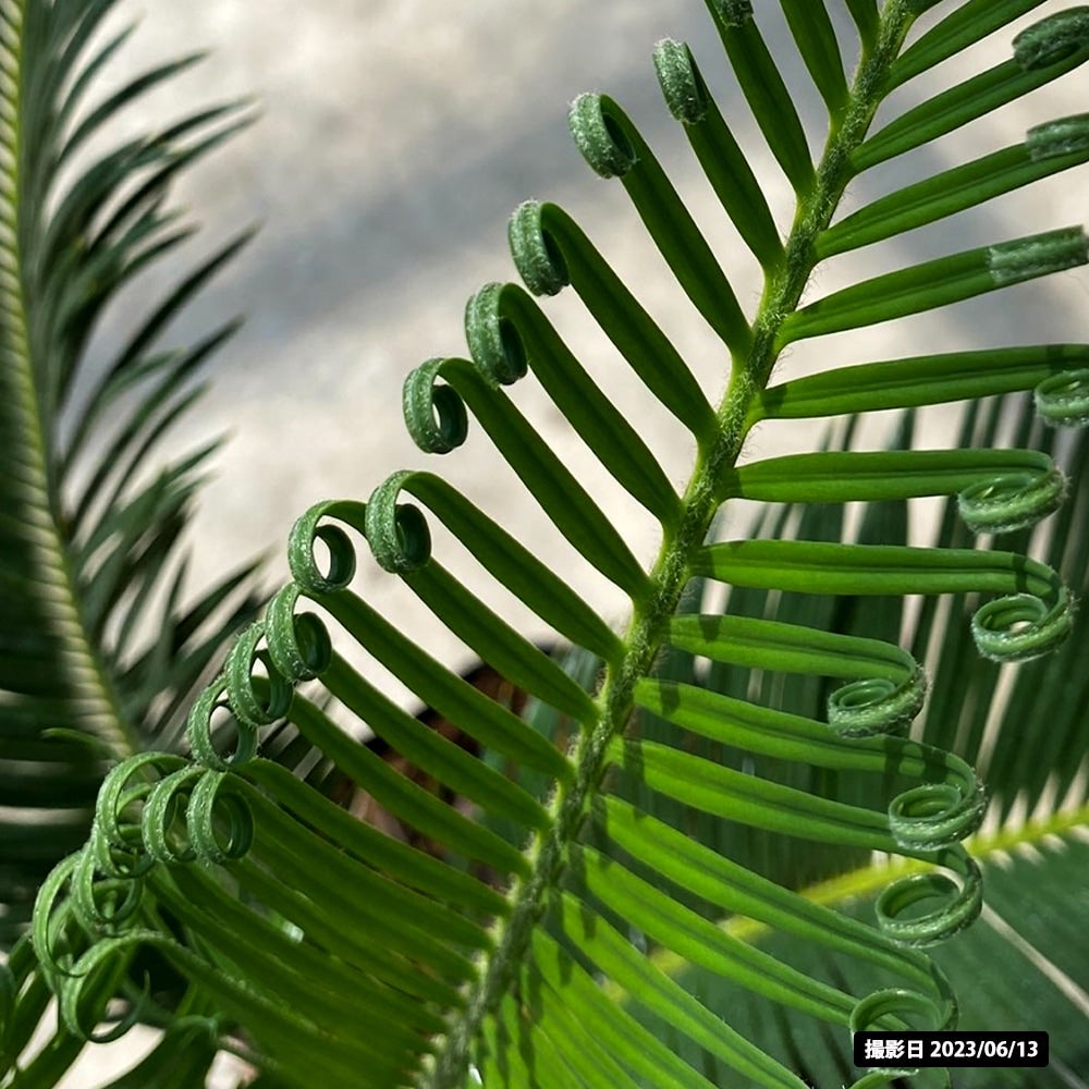 ソテツ 苗 販売 苗木部 By 花ひろばオンライン