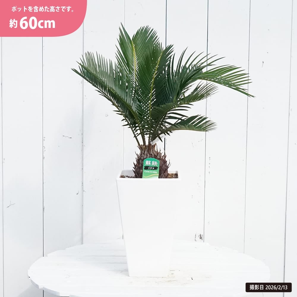 ソテツ 苗 販売 苗木部 By 花ひろばオンライン