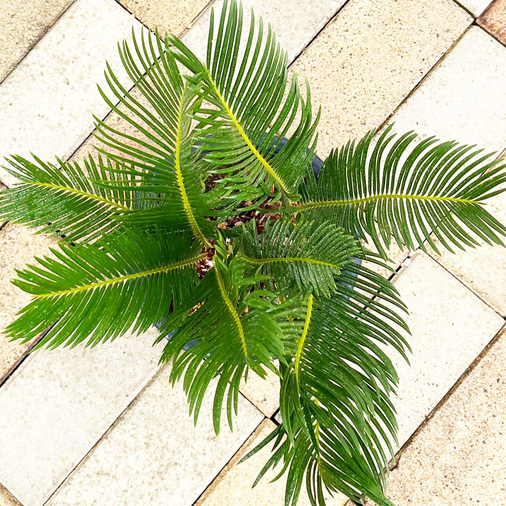 000000012354-06.jpg?size=l&w=