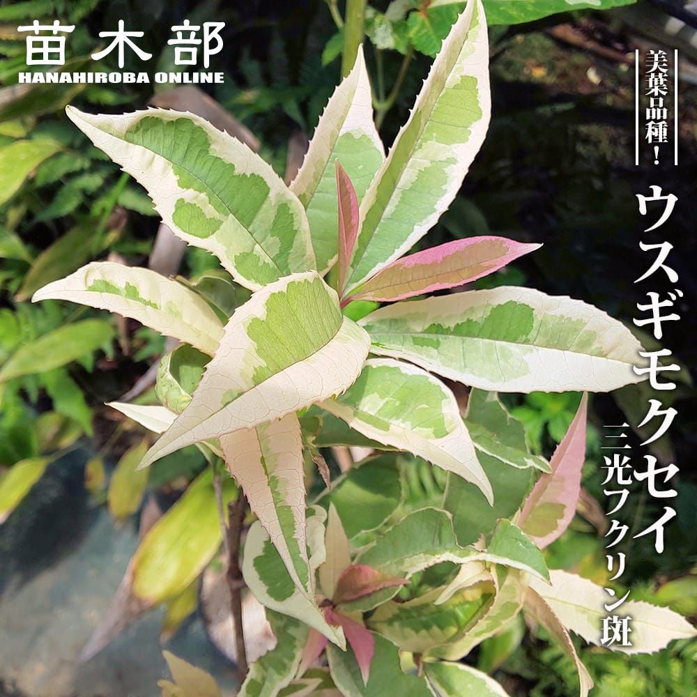 斑入りギンモクセイ 希少／6号鉢 大苗 約75cm トリカラー 常緑 000000112450-01.jpg?size=l&w=