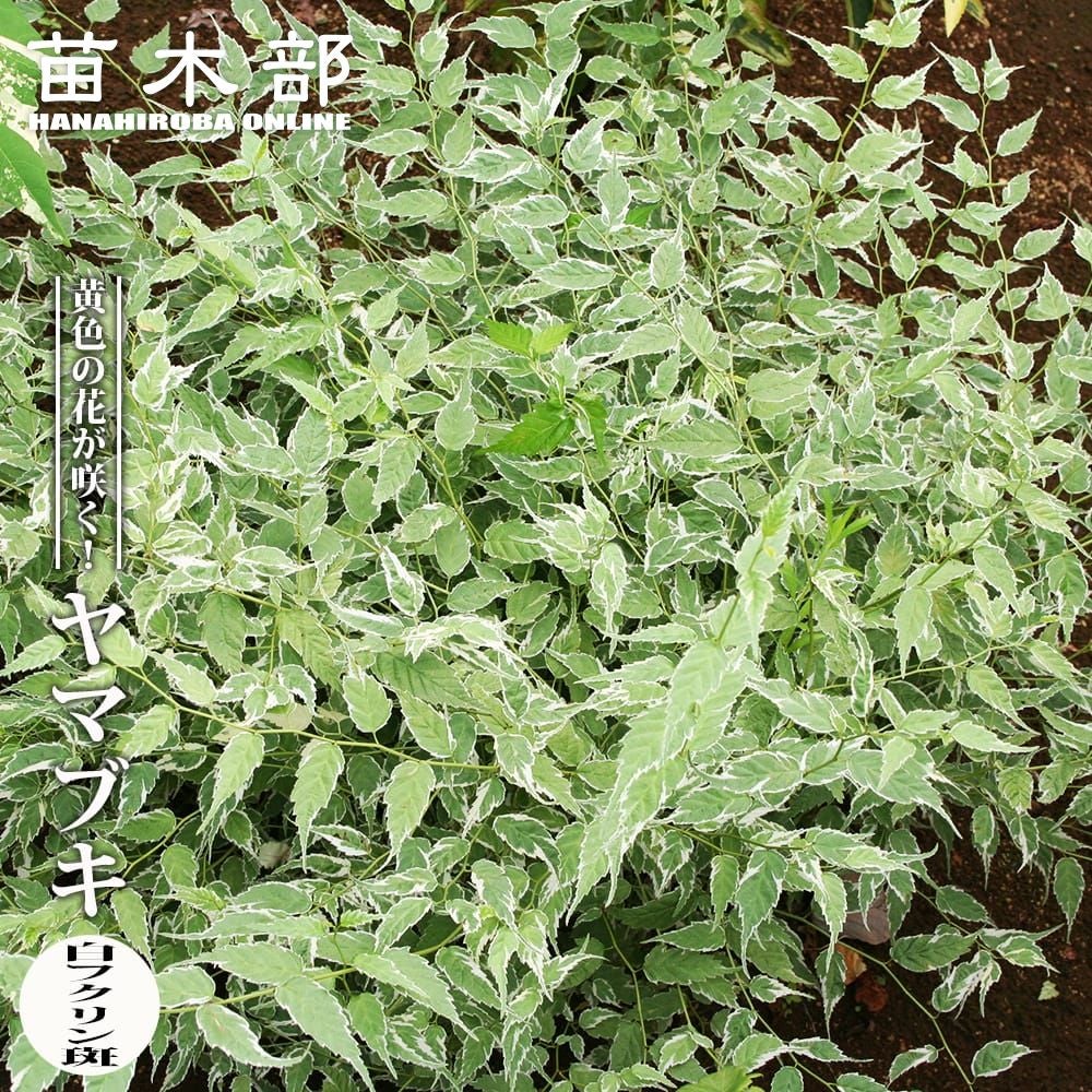 アカシア ポートリンカーンワトル 苗 通販 苗木部 By 花ひろばオンライン