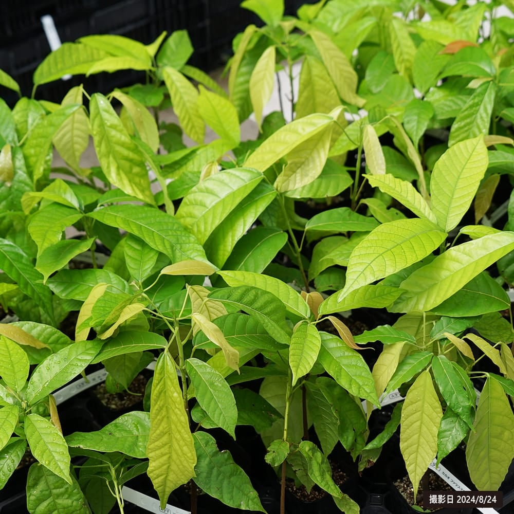 カカオ フォラステロ 苗 おすすめ 苗木部 By 花ひろばオンライン