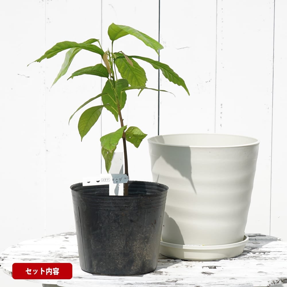 カカオ苗2個　苗木　フォラステロ種　ガーナ産　観葉植物　レア植物 カカオ フォラステロ 苗 おすすめ 苗木部 By 花ひろばオンライン