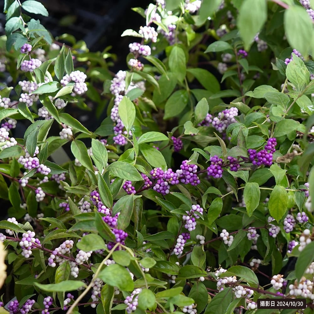 000000112620-03.jpg?size=l&w=