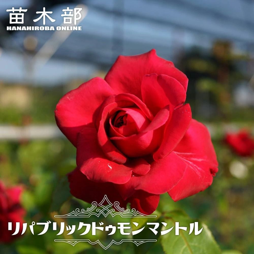 000000012716-01.jpg?size=l&w=
