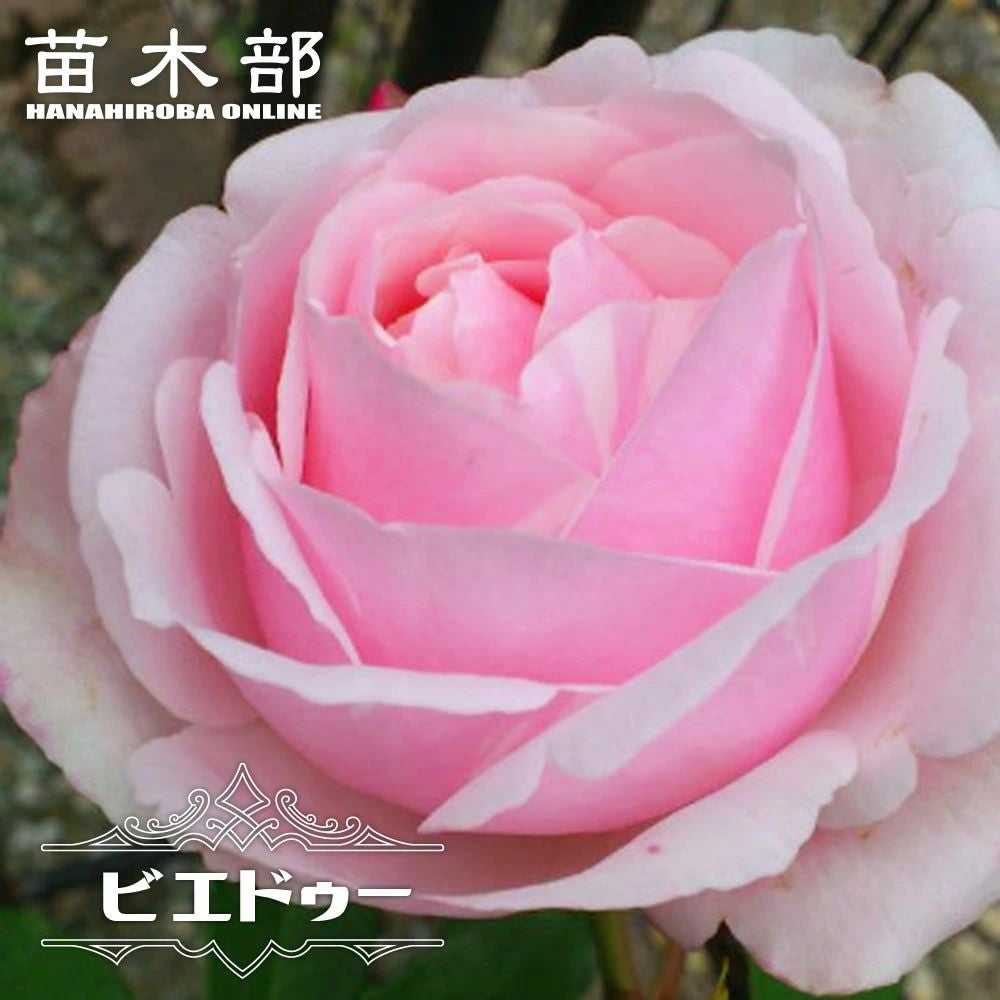 000000012717-01.jpg?size=l&w=