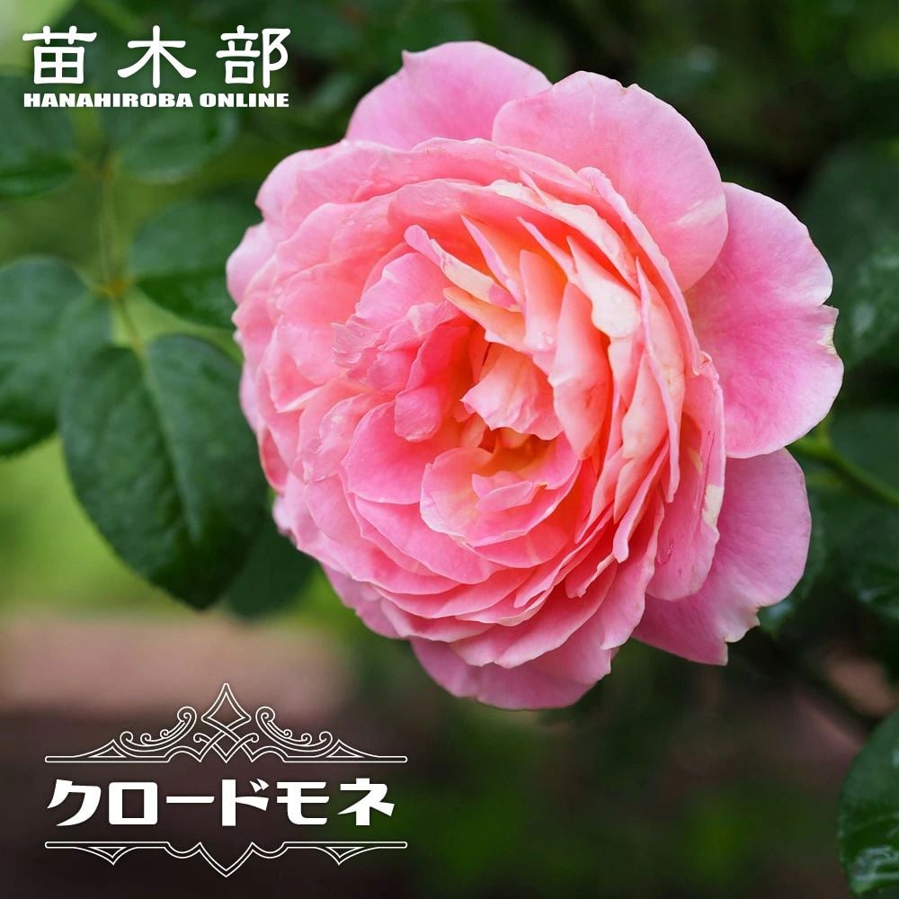 000000012718-01.jpg?size=l&w=