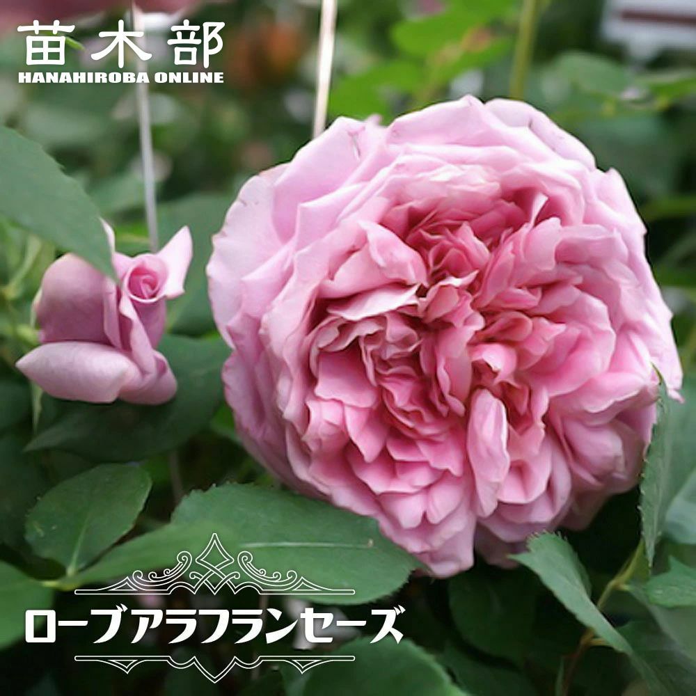 バラ ローブアラフランセーズ S シュラブ （半つるバラ） 苗 販売 苗木部