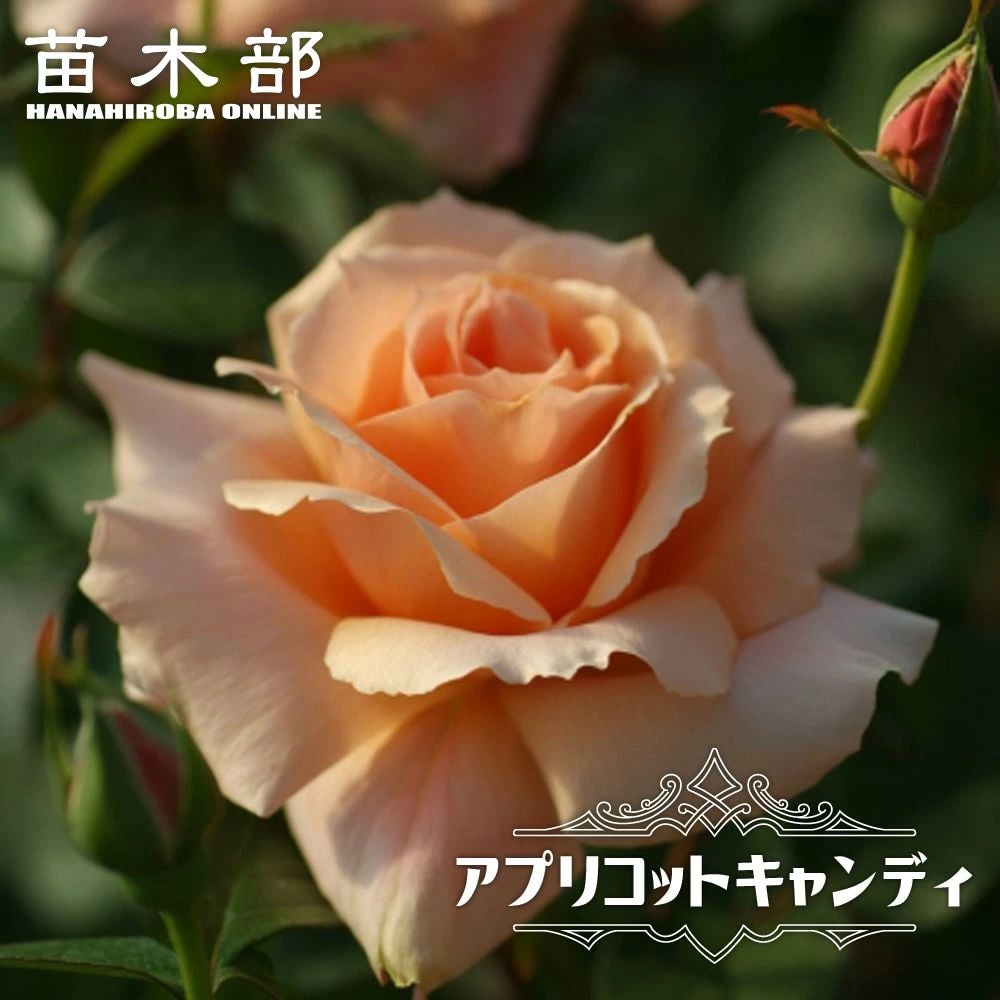 000000012748-01.jpg?size=l&w=