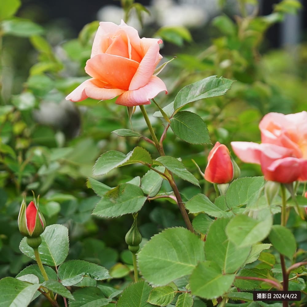 000000012748-05.jpg?size=l&w=