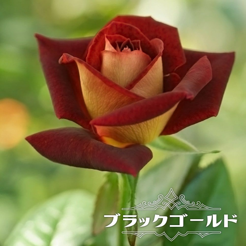 000000012749-01.jpg?size=l&w=