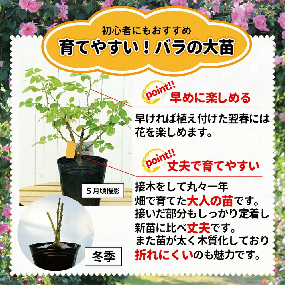 バラ苗】 ブラックゴールド 国産苗 大苗 6号ポット 四季咲き 赤色 バラ