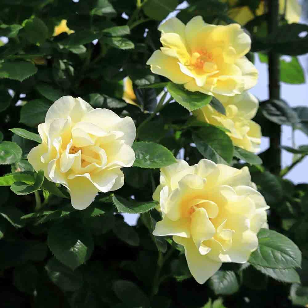 000000012752-06.jpg?size=l&w=