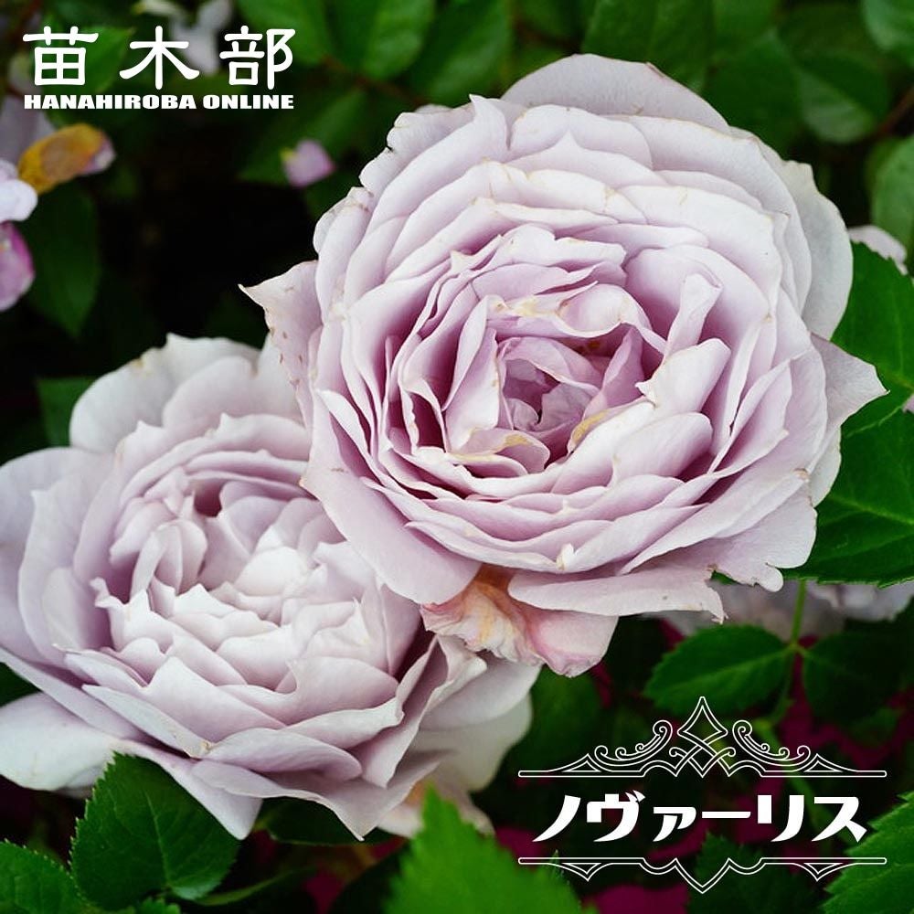 000000012753-01.jpg?size=l&w=