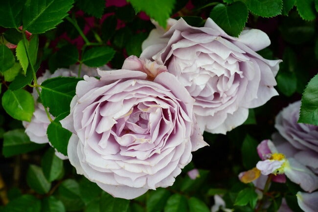 バラ ノヴァーリス S シュラブ （半つるバラ） 苗 販売 苗木部 By 花