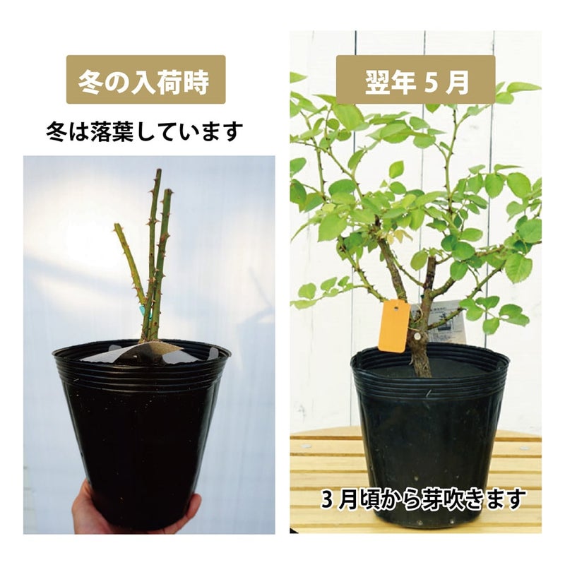 バラ ノヴァーリス S シュラブ （半つるバラ） 苗 販売 苗木部 By 花 