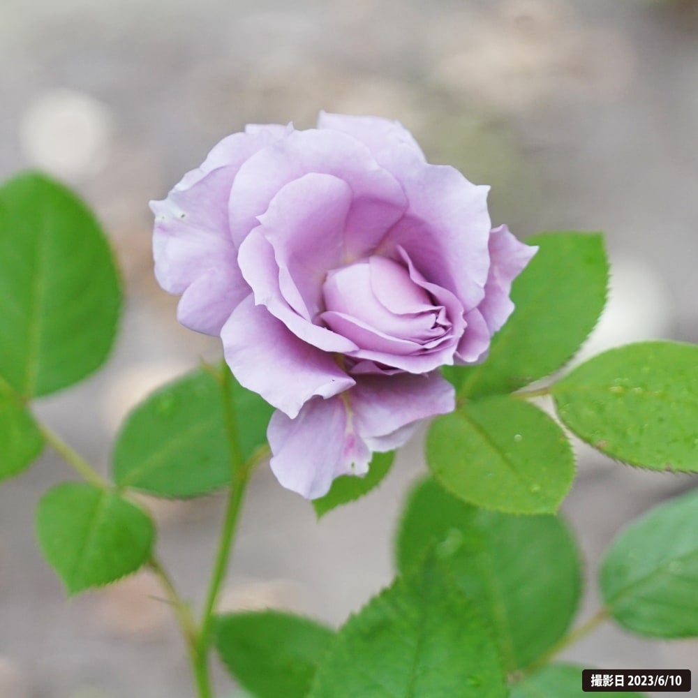 000000012753-06.jpg?size=l&w=