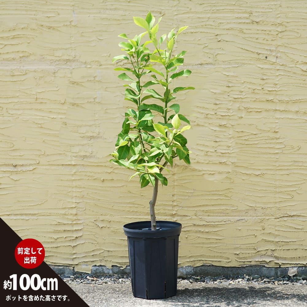 000000112700-03.jpg?size=l&w=