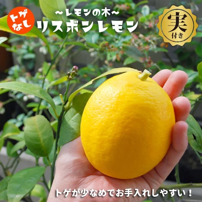 柑橘 レモン とげなしリスボンレモン 苗 植え方 苗木部 By 花ひろば