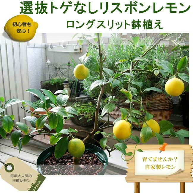 000000112701-02.jpg?size=l&w=