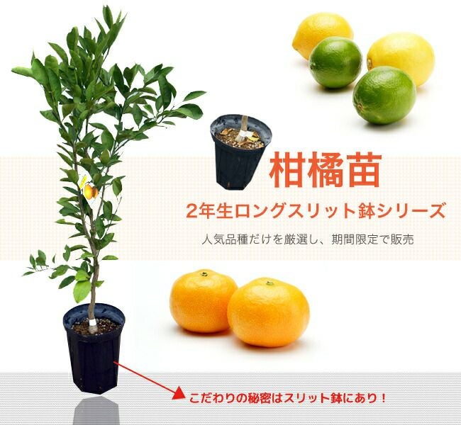 柑橘 レモン とげなしリスボンレモン 苗 植え方 苗木部 By 花ひろば