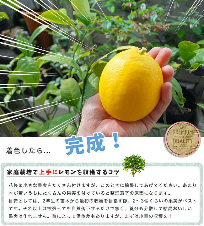 柑橘 レモン とげなしリスボンレモン 苗 植え方 苗木部 By 花ひろば