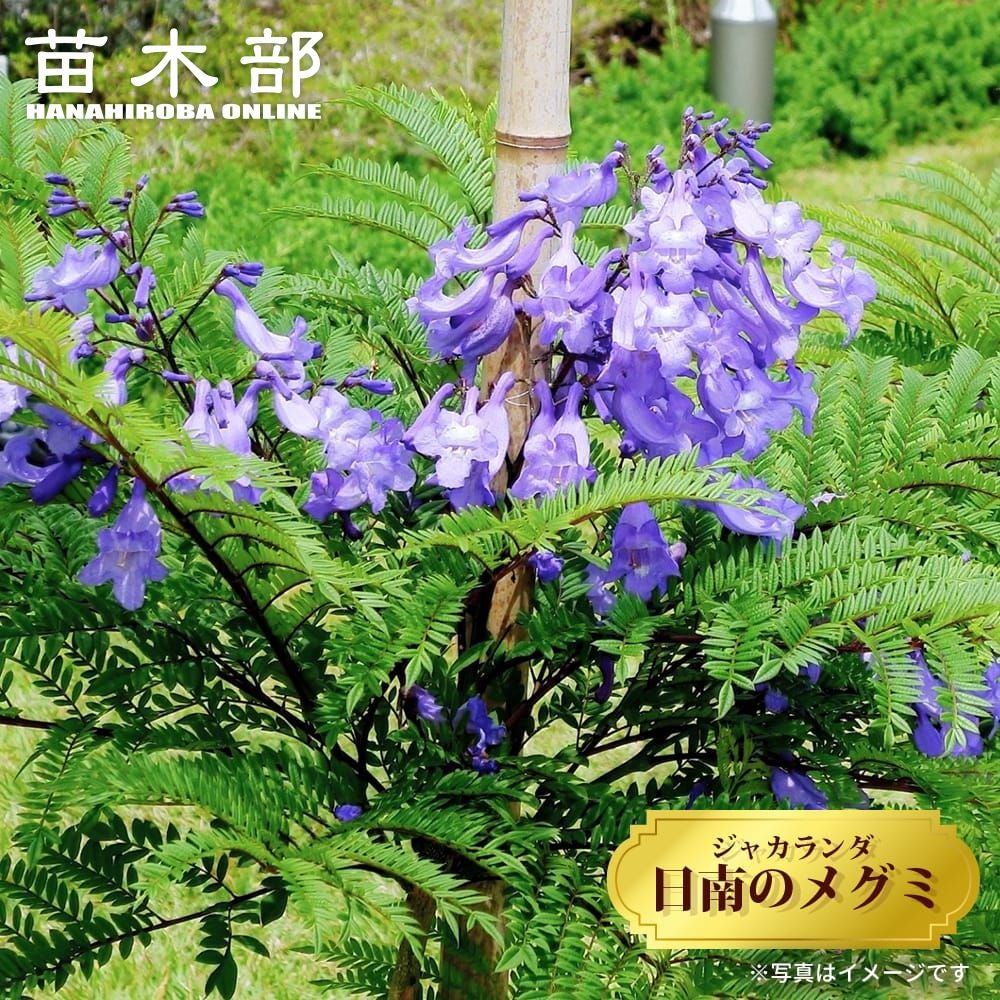 ハカランダ2個のみセラメタプレミアSPD (MT200C-WW-SPD) ジャカランダ・日南のめぐみ（R） 農水省登録品種（品種名：酒井03