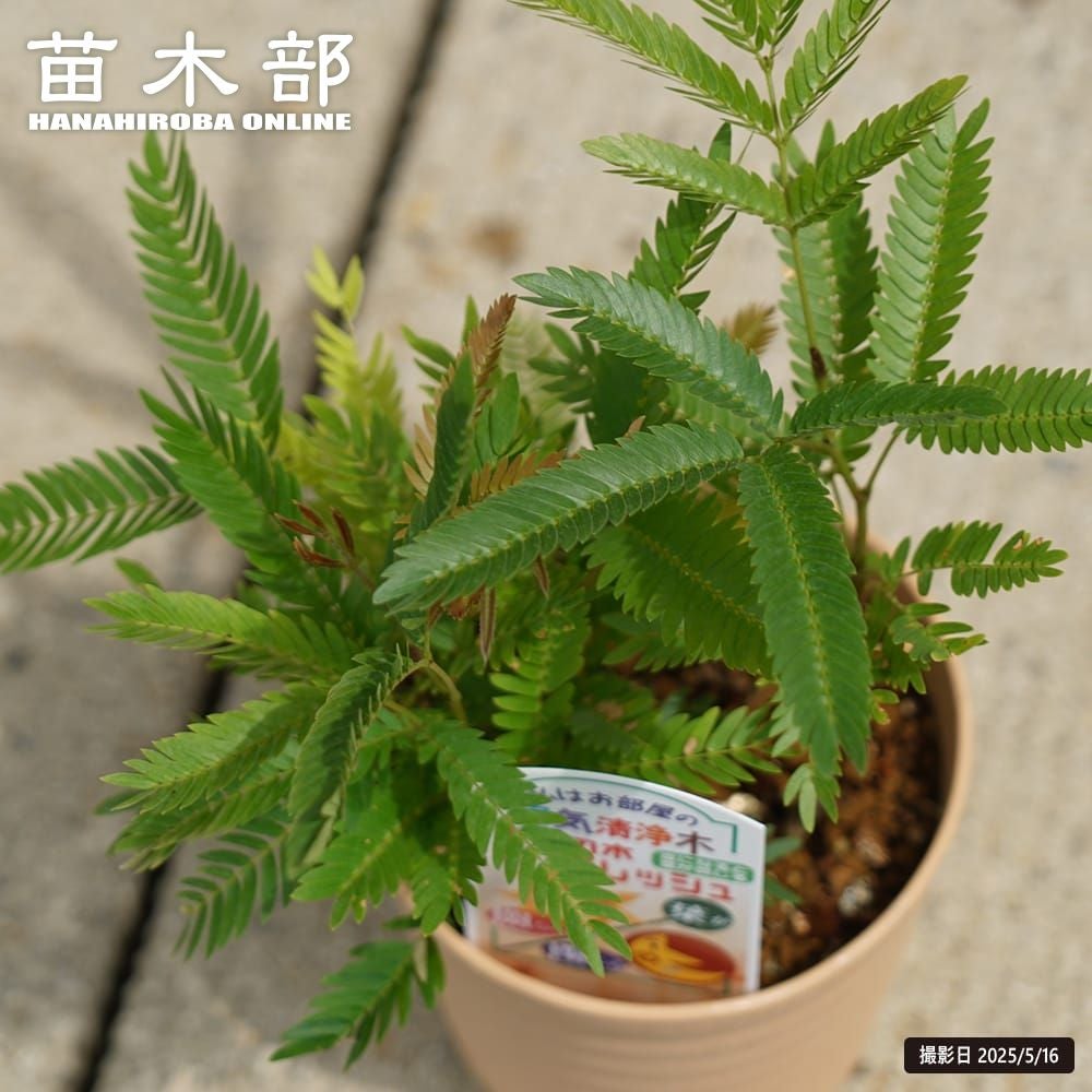 000000112843-01.jpg?size=m&w=