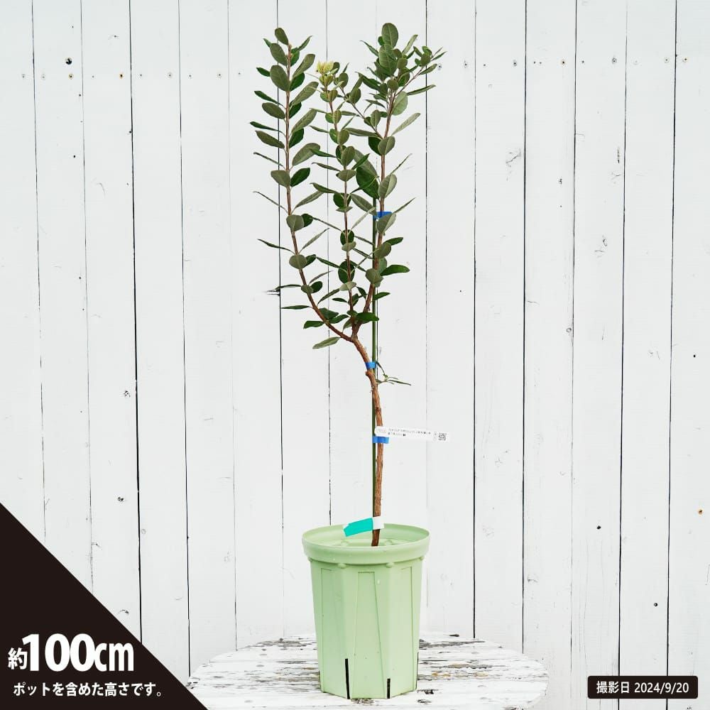 000000112845-04.jpg?size=l&w=